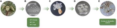 Proteome-Wide Analysis of Heat-Stress in Pinus radiata Somatic Embryos Reveals a Combined Response of Sugar Metabolism and Translational Regulation Mechanisms